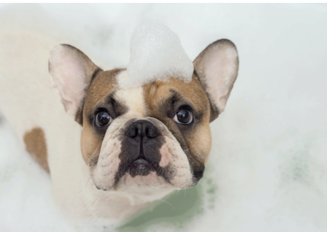 Dog Grooming