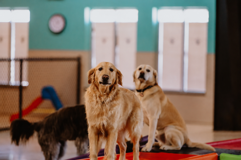 Dog Daycare